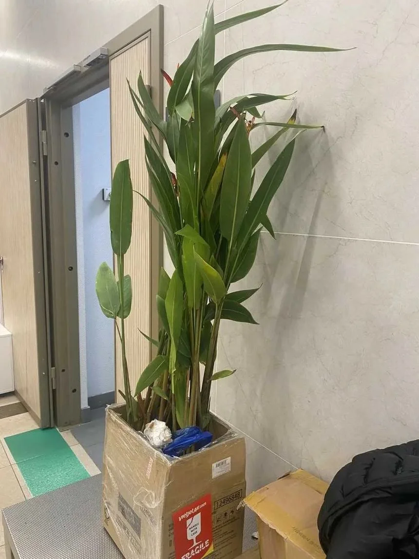 В аэропорту Красноярска у туристов изъяли саженец из Вьетнама