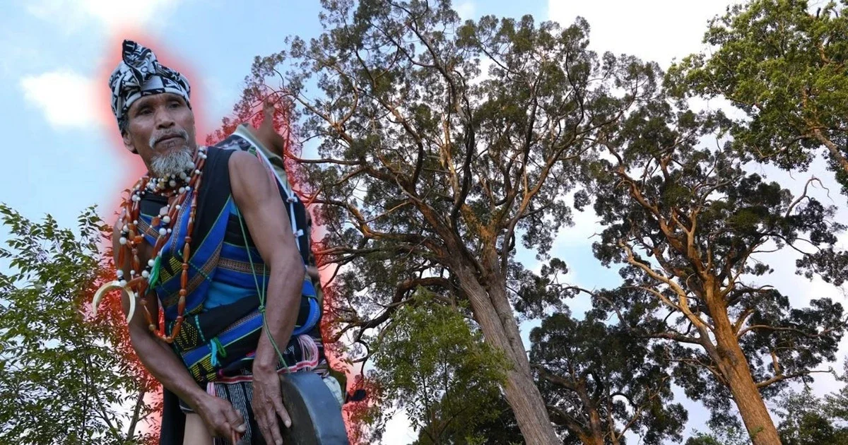 Откройте для себя тайны великого леса Пому и клятву народа Коту беречь священный лес.